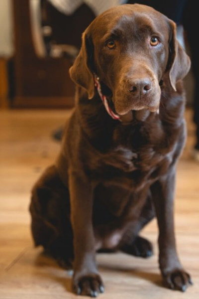 Harley La Barbería Haircuts & Wine (La Rambla)